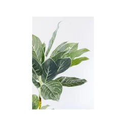 KARE Design Plante Décorative Calathea 140cm ^ Plante Décorative