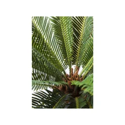 KARE Design Plante Décorative Cycas 78cm ^ Plante Décorative