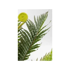 KARE Design Plante Décorative Fougère 55cm ^ Plante Décorative