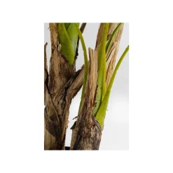 KARE Design Plante Décorative Palmier 190cm ^ Plante Décorative